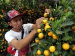 penjualan-jeruk-imlek_20160130_222733.jpg