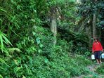 penyadap-nira-aren-di-hutan-kota-mata-air-cikendi-kota-bandung_20230803_212946.jpg