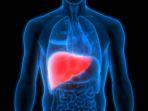 penyakit-liver.jpg