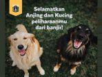 penyelamatan-anjing.jpg