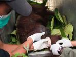 penyelematan-orangutan_20151028_122549.jpg