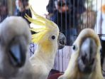 penyelundupan-74-ekor-burung-dilindungi-berhasil-digagalkan_20190911_160515.jpg