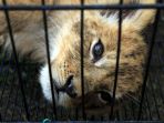 penyelundupan-anak-singa-dan-orangutan-berhasil-digagalkan_20191216_072151.jpg