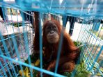penyelundupan-bayi-orangutan-di-medan-berhasil-digagalkan_20160728_001454.jpg