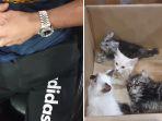 penyelundupan-kucing.jpg