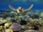 penyu-di-great-barrier-reef-australia.jpg