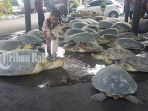penyu-hijau_20180605_135546.jpg