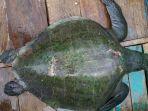 penyu-lekang-atau-olive-ridley-turtle.jpg