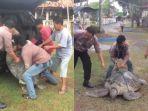 penyu-raksasa-yang-terdampar-saat-tsunami-banten-menerjang.jpg