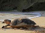 penyu-turtle-bertelur_20141221_022827.jpg