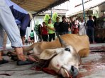 peradi-serahkan-sapi-kurban-ke-rutan-pondok-bambu_20150925_190145.jpg