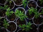 perayaan-legalisasi-ganja-di-thailand_20220613_180938.jpg