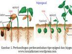perbandingan-perkecambahan-tipe-epigeal-dan-hipgeal.jpg