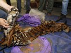 perdagangan-kulit-harimau-sumatera_20160930_132349.jpg