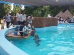 peresmian-dolphin-bay-ancol_20161220_080523.jpg