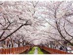 perhatikan-jadwal-ini-agar-tak-ketinggalan-bunga-sakura-di-korsel.jpg