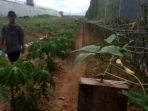 perkebunan_20171204_160310.jpg