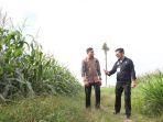 perkembangan-lahan-jagung-uji-coba-dua-tongkol.jpg