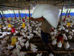 permintaan-bibit-ayam-pedaging-jelang-ramadhan_20150601_191931.jpg