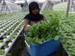 permintaan-sayur-hidroponik-meningkat-selama-pandemi-covid-19_20200626_225521.jpg