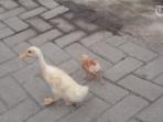 persahabatan-anak-itik-dan-ayam_20160609_112323.jpg