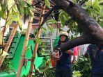 personel-damkar-jakarta-timur-saat-proses-evakuasi-pohon-tumbang-di-jalan-pedati-i.jpg