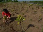 pertamina-tanam-pohon-mangrove-di-bali_20150213_181746.jpg