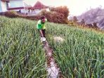 pertanian-bawang-putih_20180902_185032.jpg