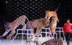 pertunjukan-oriental-sirkus-taman-safari-indonesia-di-makassar_20150125_151250.jpg