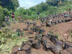 perum-perhutani-temukan-ganja.jpg