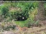 perusahaan-thip-bertanggung-jawab-penuhi-hak-karyawan-korban-terkaman-harimau_20180105_171129.jpg