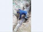 perut-buaya-sinyulong-6-meter-di-jambi-dibedah-temuan-di-da.jpg