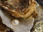 pesan-menu-kerang-seharga-rp-200-ribuan.jpg