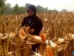 petani-banyuasin-panen-raya-hasilkan-10-ton-jagung-01_20150917_235519.jpg