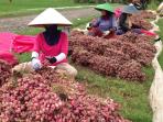 petani-bawang-merah-di-pemalang-n1_20160202_124221.jpg