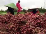 petani-bawang-merah-di-pemalang_20160202_124218.jpg