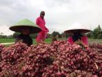 petani-bawang-merah-merangsang_20160202_134442.jpg