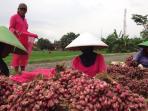 petani-bawang-merah-pemalang2_20160203_080028.jpg