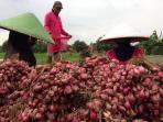 petani-bawang-merah-pemalang_20160203_075937.jpg