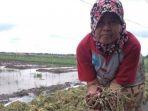 petani-bawang13.jpg