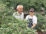 petani-bluebery-di-jepang-kiyoshi-asami-beserta-putrinya.jpg