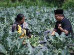 petani-brokoli.jpg