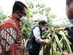 petani-buah-naga-di-sinjai.jpg