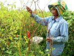 petani-cabai-asal-bungaya-memetik-cabai-rawit-di-lahannya.jpg
