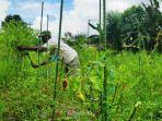 petani-cabai-di-kalasan111.jpg