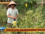 petani-cabai_20170113_141737.jpg
