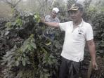 petani-dan-kebun-kopi-gayo-1_20151029_214640.jpg