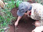 petani-di-desa-pucungbedug-menggali-tanah-sekitar-akar-singkon.jpg