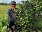 petani-di-kalimatan-tengah.jpg