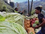 petani-dieng-memanen-kubis_20200704_223711.jpg